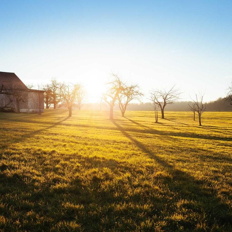 Laminat 33-klass, 8 mm, dub
